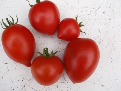 Tomate Roma Pflanze