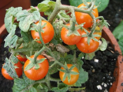 Tomate Zimmertomate ganzjährig Tomaten ernten Pflanze