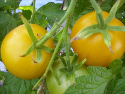 Tomate Goldene Königin getopfte Pflanze