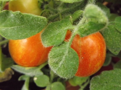 Tomate Fuzzy Wuzzy getopfte Pflanze