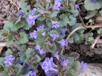 Gundermann Glechoma hederacea Pflanze