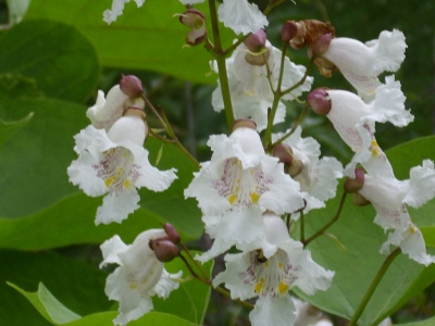 Trompetenbaum Catalpa bignoides Pflanze