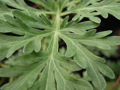 Wermut Artemisia absinthium Pflanze
