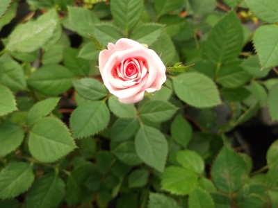 Rosella die essbare Rose Pflanze