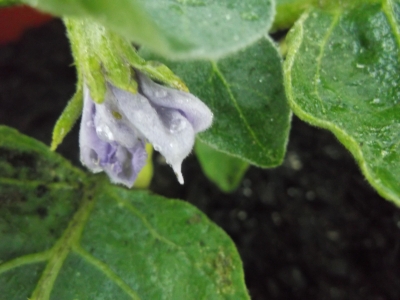 Eierbaum (Solanum melongena) Eierpflanze Pflanze