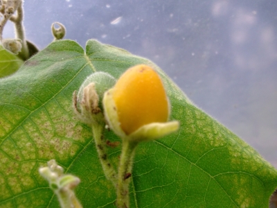 Zwergtamarillo Cyphomandra abutiloides Pflanze