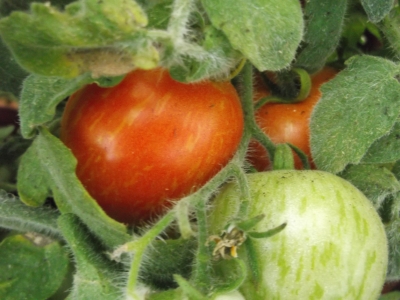 Tomate Fuzzy Wuzzy Samen