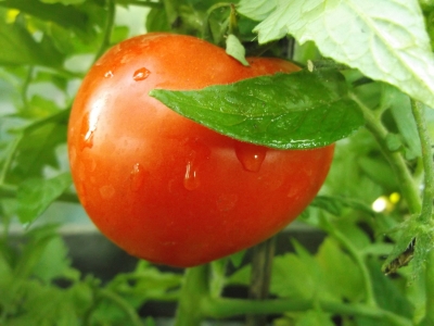 Tomate Marglobe Samen