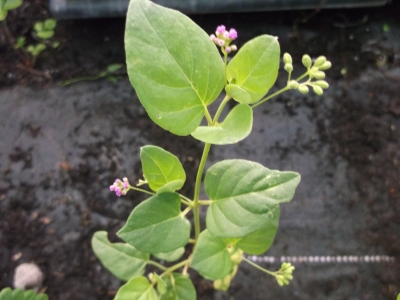 Verjüngungskraut Punarnava Boerhavia diffusa Pflanze