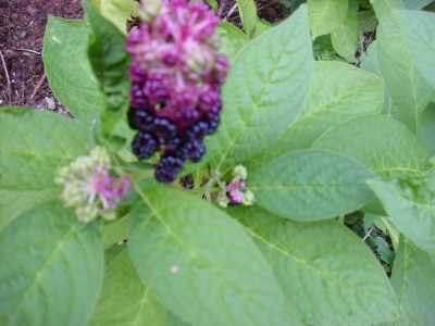 Speisekermesbeere  Phytolacca acinosa Pflanze