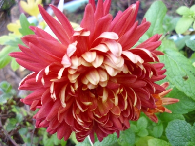 Gartenchrysantheme Enzett Balina Pflanze