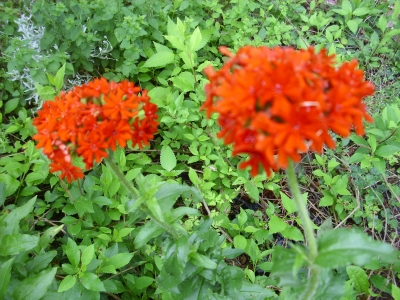 Brennende Liebe(Lychnis chalcedonica)Samen