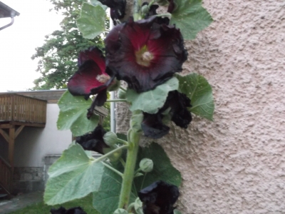 Schwarze Malve Alcea rosea Nigra Samen