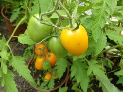 Tomate Orange Banana Samen