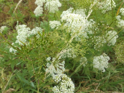 Zahnstocherkraut Ammi visnaga Samen