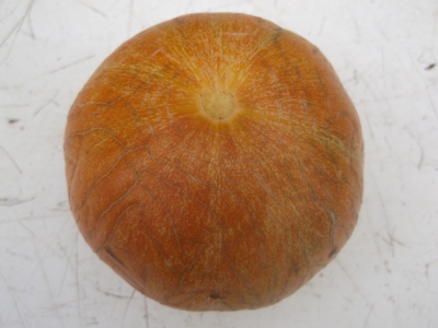 Apfelmelone aus Rumänien Samen