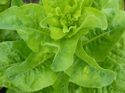 Salat Hohlblättriger Butter Samen