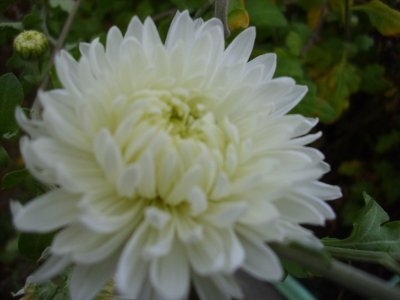 Gartenchrysantheme Evelyn Busch Pflanze