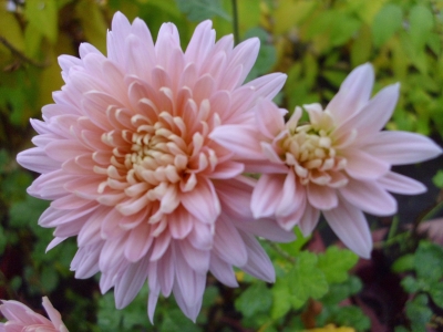 Gartenchrysantheme Hazel Zwager Pflanze