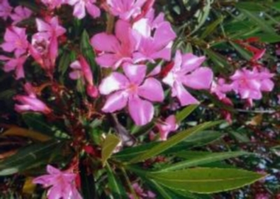 Oleander (Nerium oleander)Samen