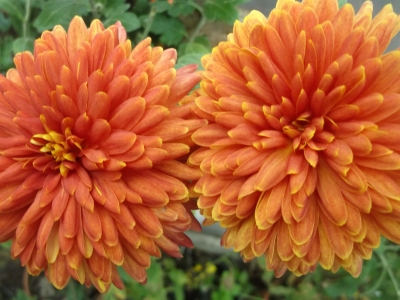 Gartenchrysantheme Hanenburg Pflanze