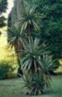 Keulenlilie  Cordyline australis Samen