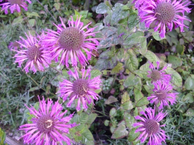 Indianernessel Monarda didyma Samen