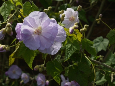 Schönmalve Samen Abutilon vitifolium