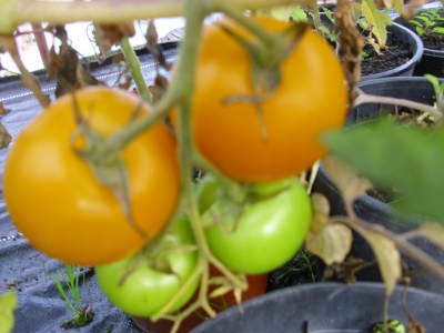 Tomate Goldene Königin Samen