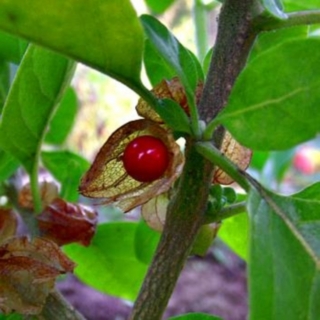 Indischer Ginseng Ashwaganda Samen