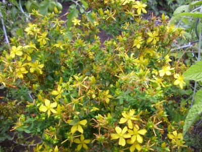 Johanniskraut Hypericum perforatum Samen