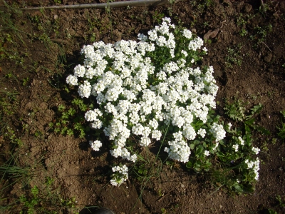 Schleifenblume Iberis sempervirens Pflanze