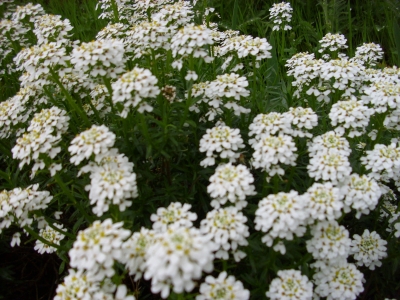 Schleifenblume Iberis sempervirens Pflanze