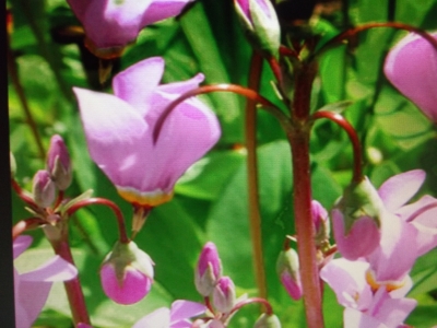 Götterblume Dodecatheon meadia Samen