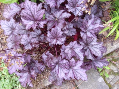 Purpurglöckchen Palace Purple Pflanze