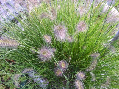 Lampenputzergras  Pennisetum alepecuorides Samen