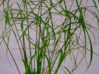 Zimmerzypergras Cyperus papyrus Samen