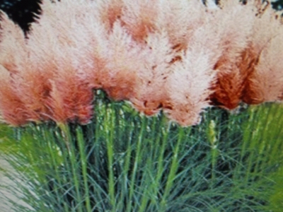 Pampasgras rosa Cortaderia selloana Samen