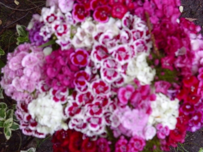 Bartnelke Dianthus barbatus Samen