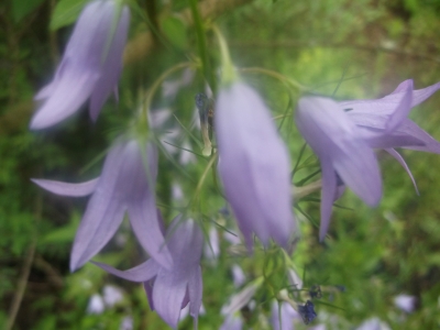 Echte Rapunzelglockenblume Samen