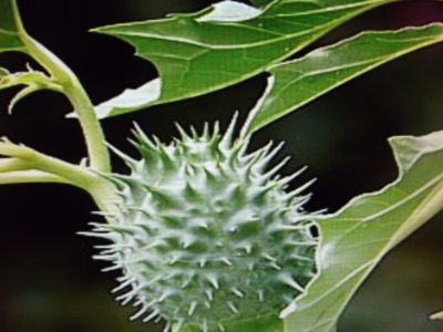 Datura Stechapfel Samen