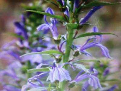 Blaue Lobelie Lobelia sessilifolia Samen