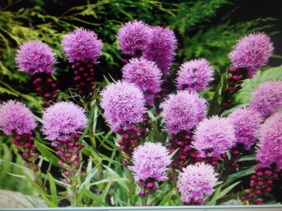 Prachtscharte Liatris spicata Kobold Samen