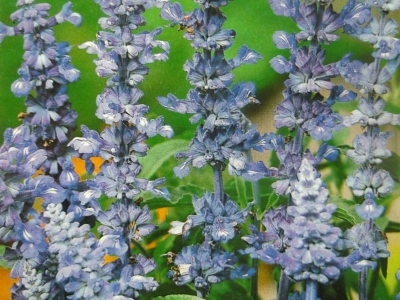 Salvia Blau Victoria Samen