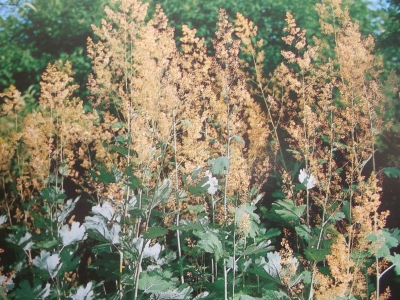 Federmohn Macleaya microcarpa Samen