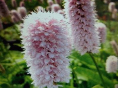 Teppichknöterich Polygonum bistorta Samen