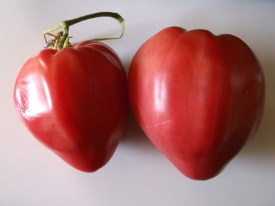 Tomate Kroatisches Ochsenherz Pflanze