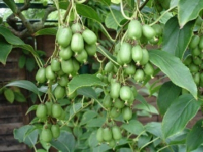 Kiwai Issai Pflanze