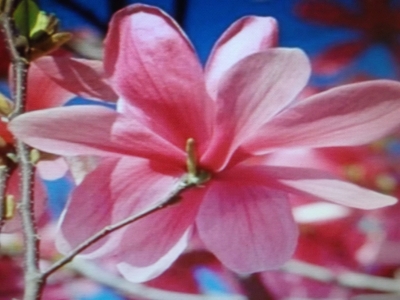 Magnolia Galaxy großblumig Pflanze