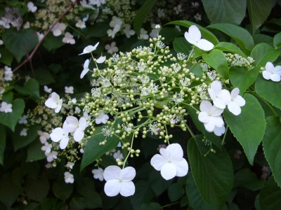 Kletterhortensie Hydrangea petiolaris